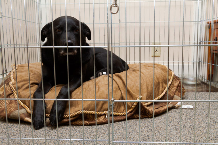 labrador retriever rescue and adoption