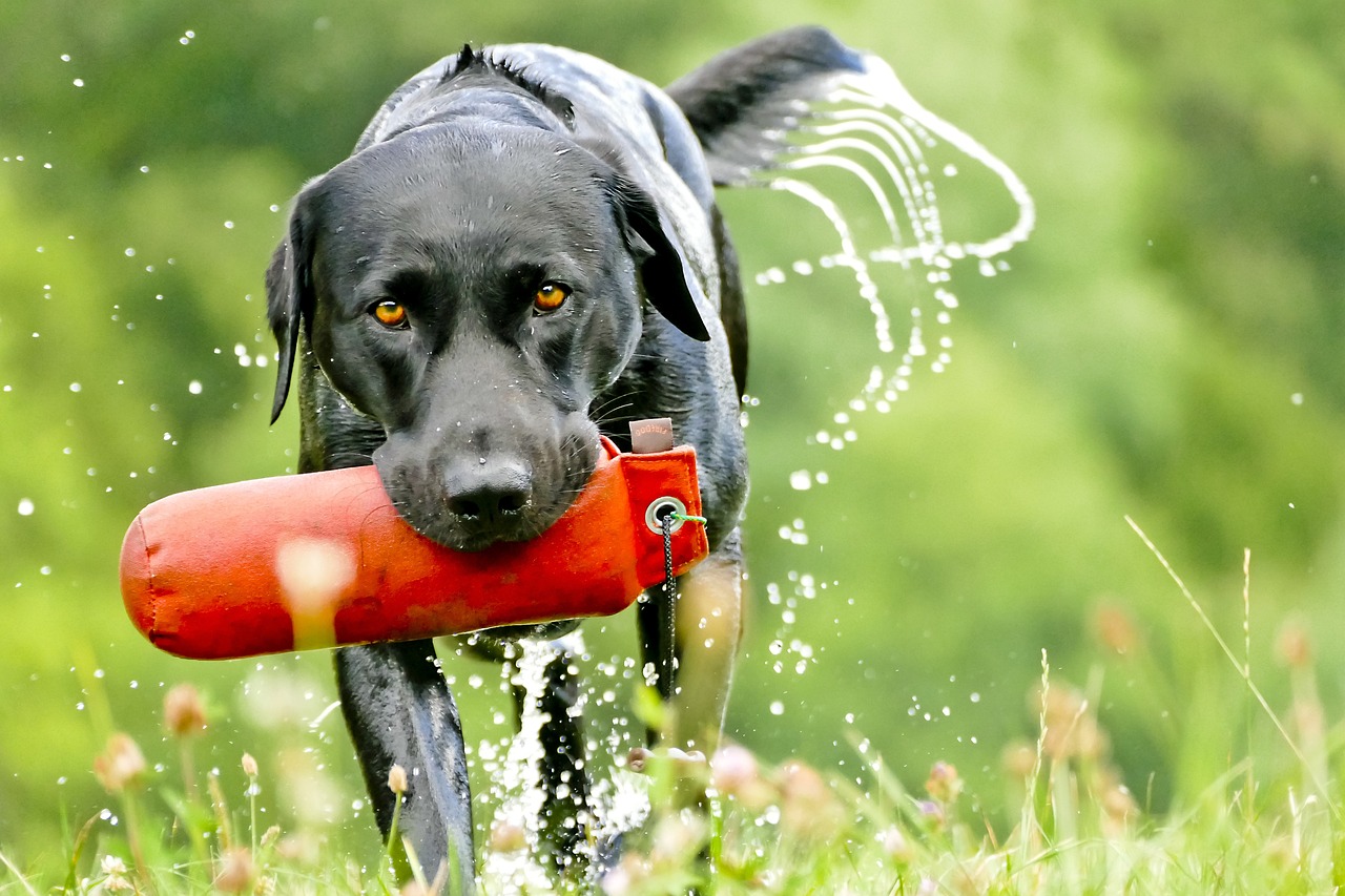 fun activities and sports for labrador retrievers
