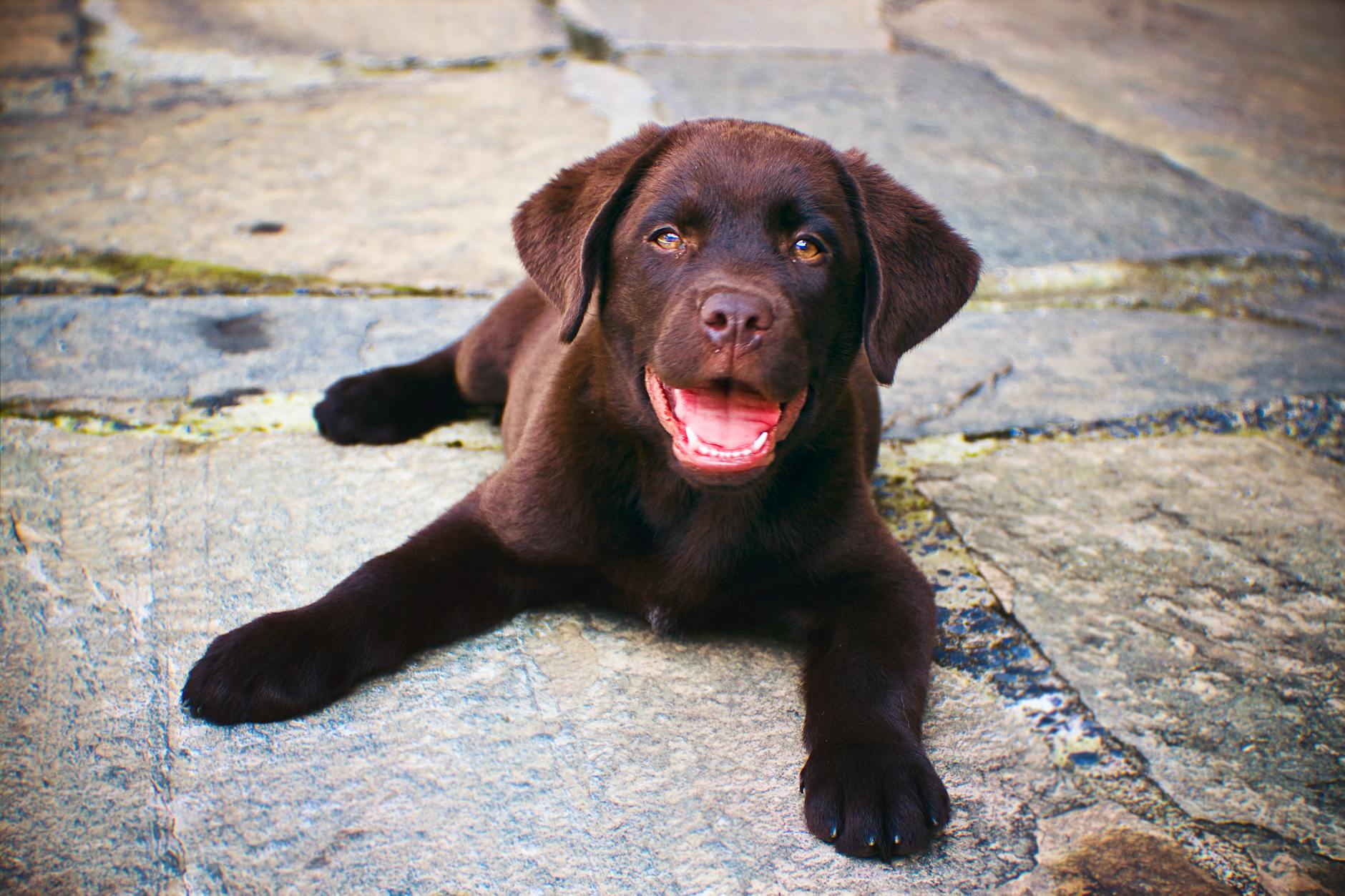 labrador retriever and allergies: what to know