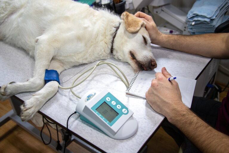 the importance of regular health check-ups for labradors