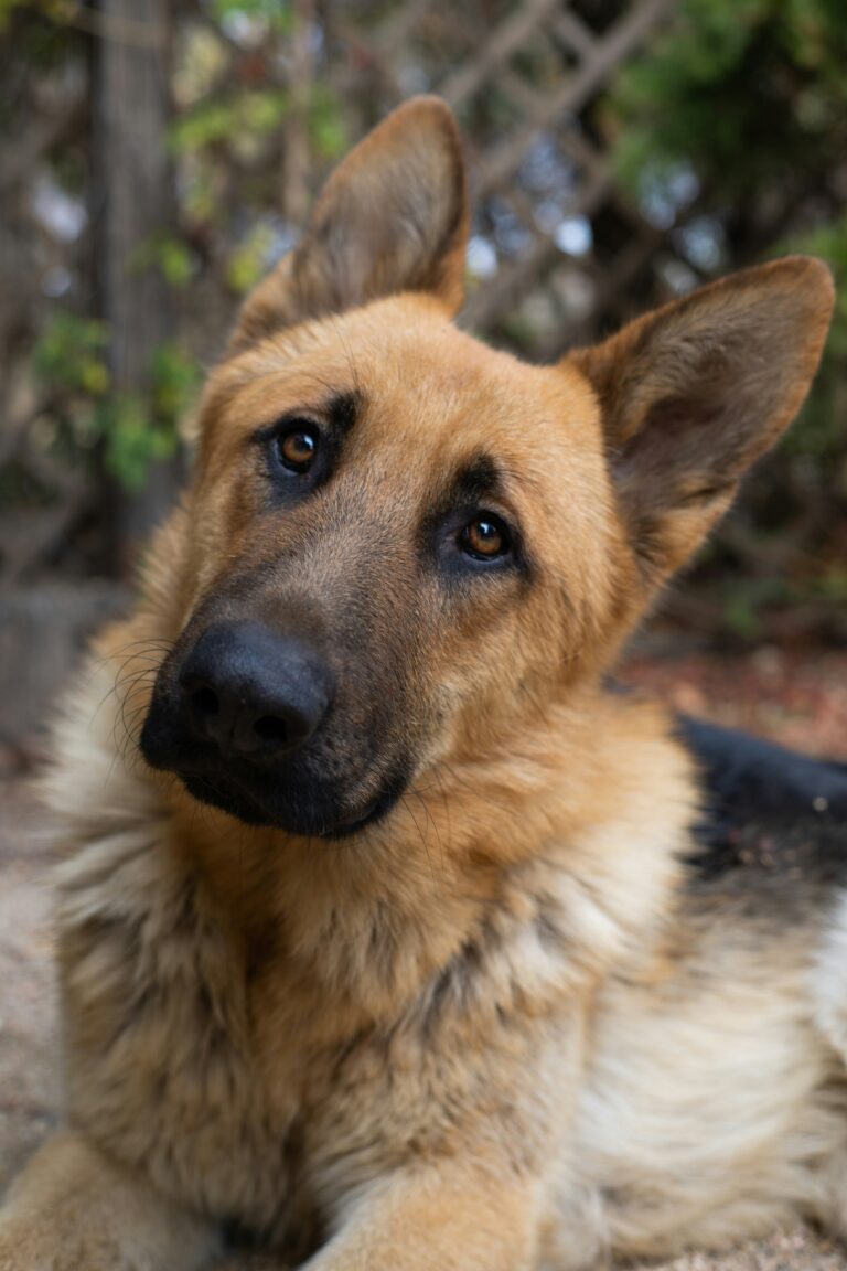 dealing with german shepherd shedding