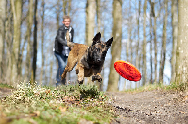 exercise routines for your german shepherd