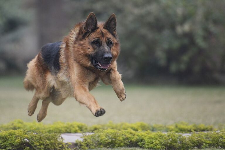 training challenges and solutions for german shepherds