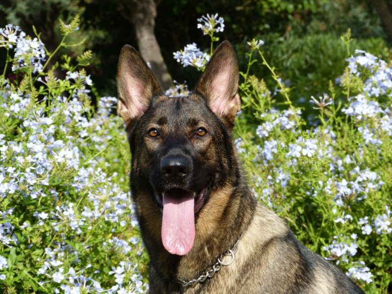 understanding the german shepherds temperament and behavior