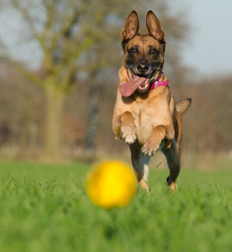 preparing your home for a german shepherd