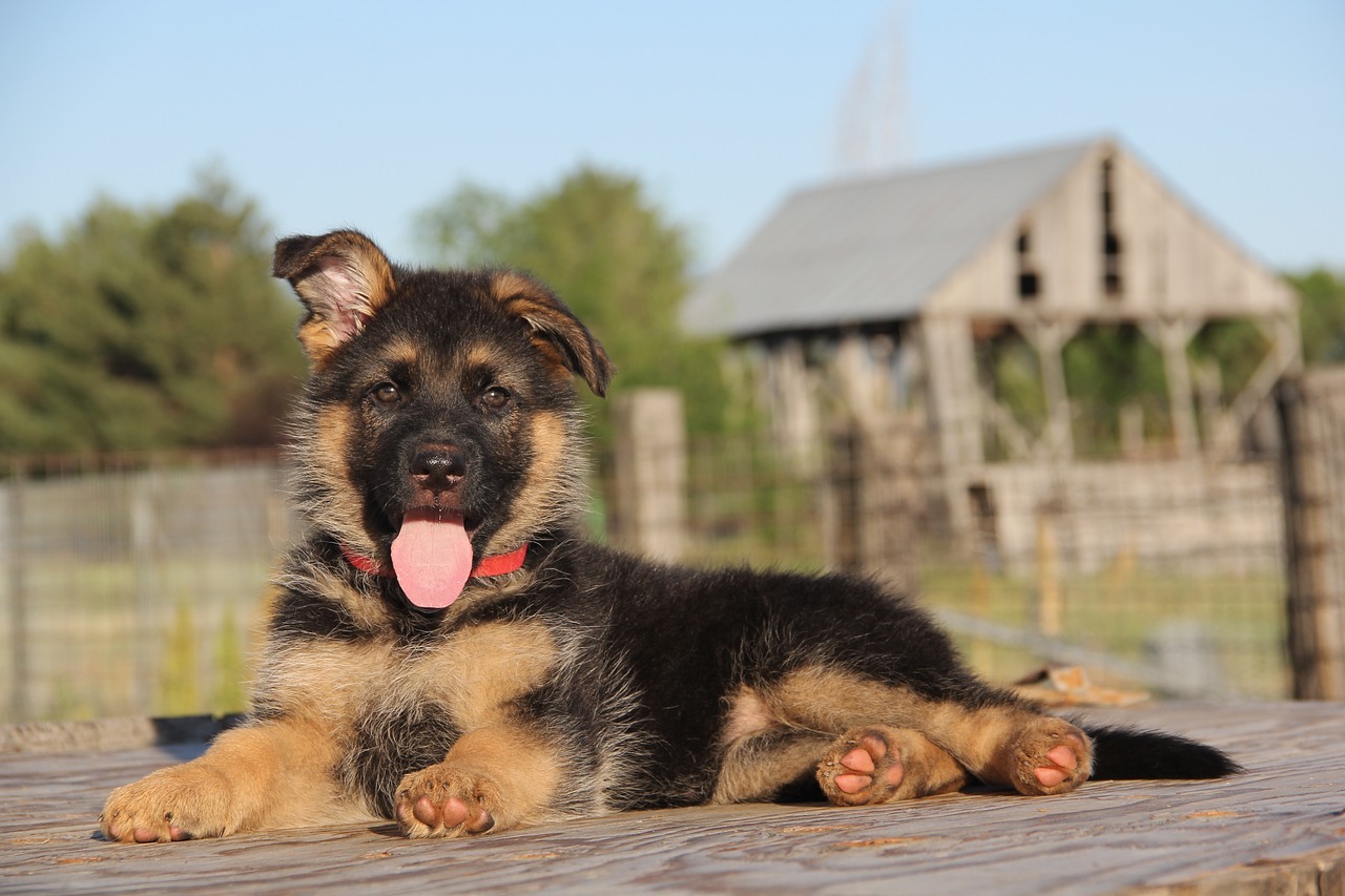 choosing a german shepherd puppy: tips and advice