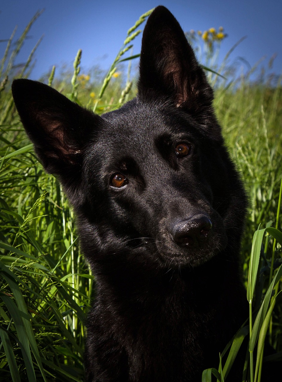 the importance of mental stimulation for german shepherds