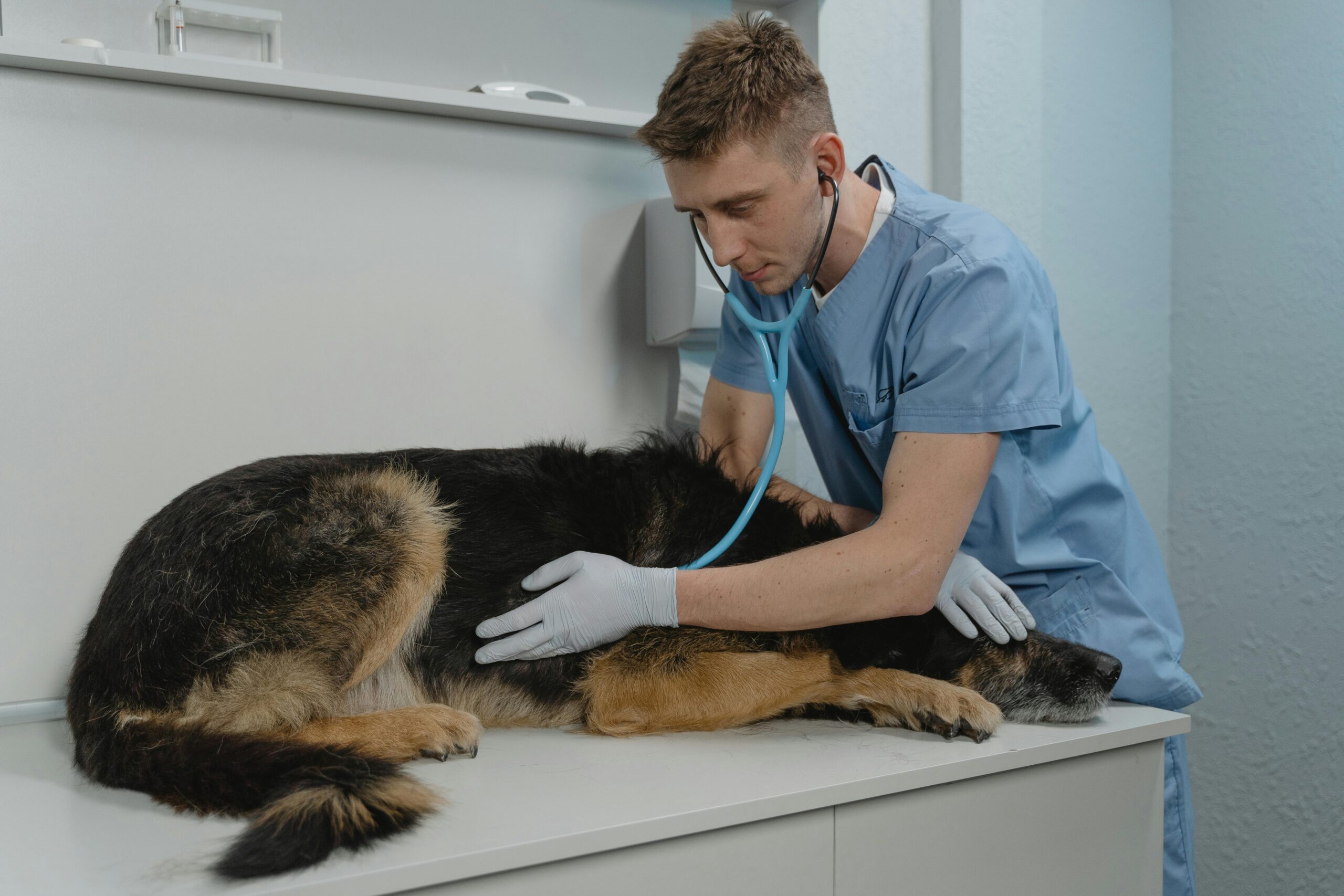 german shepherd health guide: common issues and preventive care