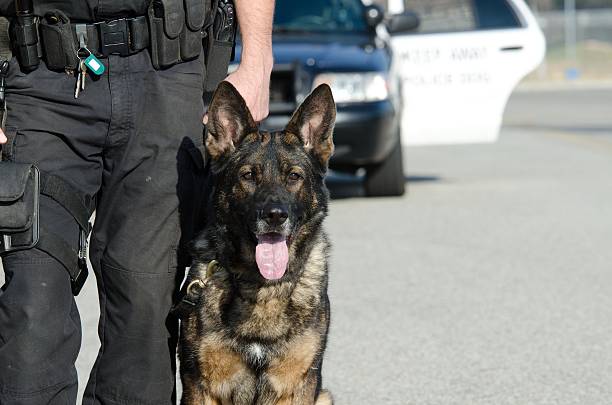 german shepherds in work: police, service, and therapy dogs