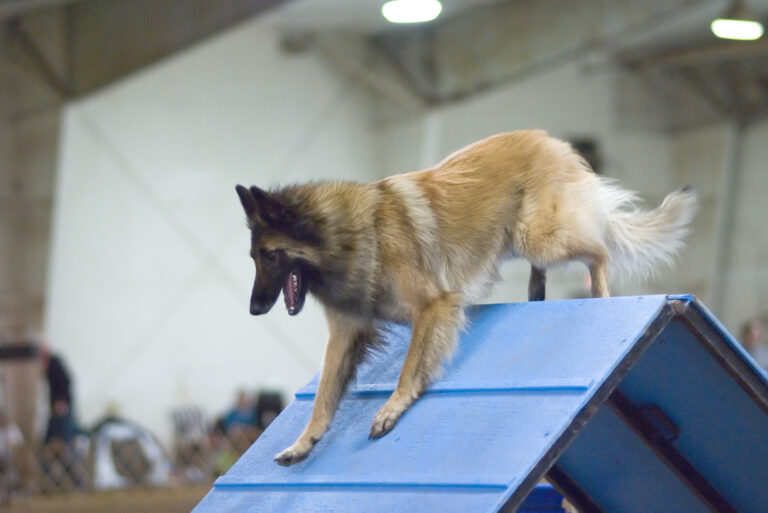 how to train a german shepherd for competitive sports