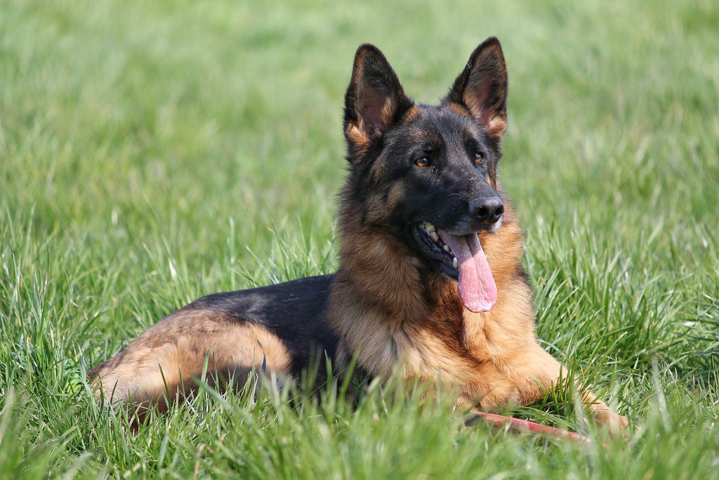 german shepherd rescue and adoption: what you need to know