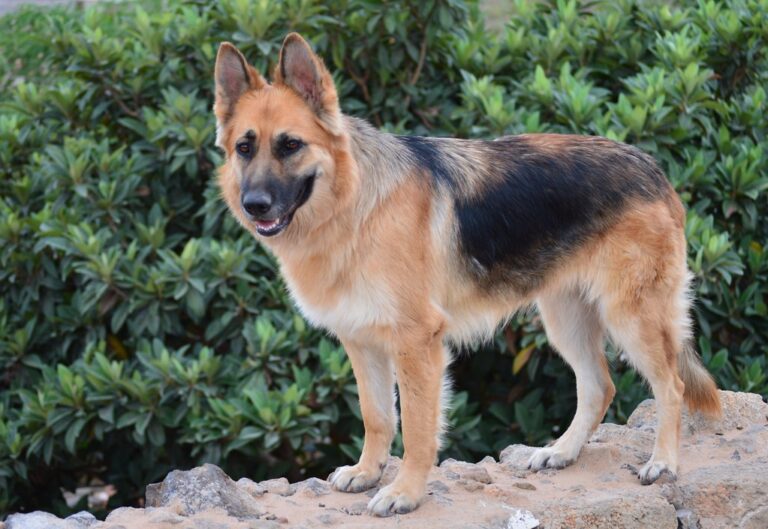 the role of genetics in german shepherd health and behavior