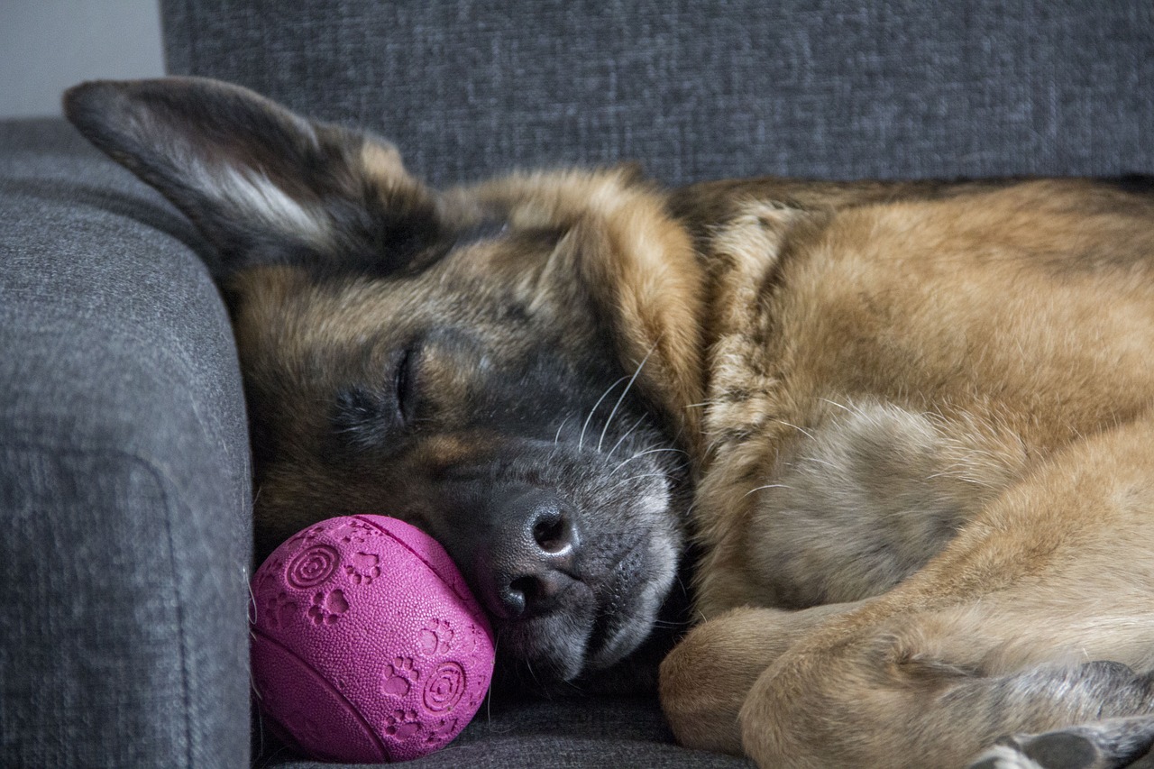 raising a german shepherd in an apartment: tips and strategies