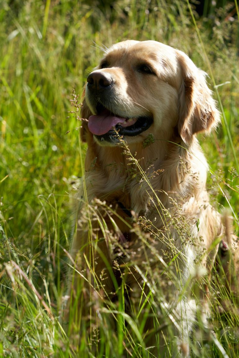 the golden retrievers friendly nature: what to expect