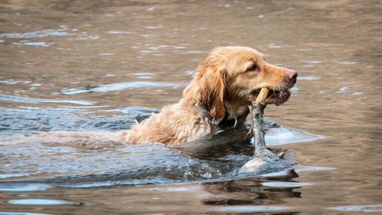 golden retrievers and water: building a safe and fun relationship