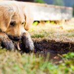 essential care tips for golden retriever puppies