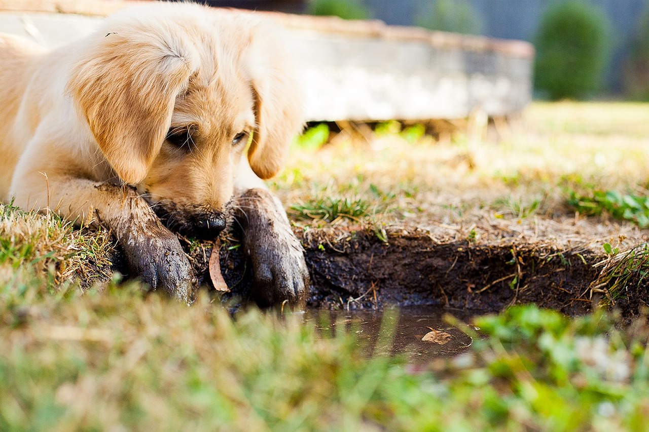 essential care tips for golden retriever puppies