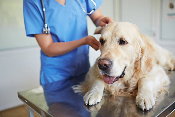addressing common health concerns in golden retrievers