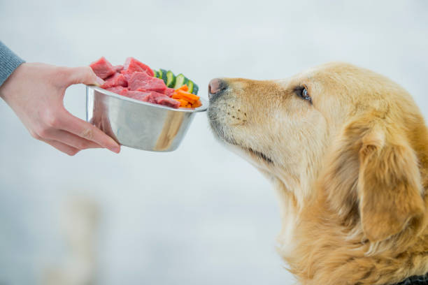 nutrition plans for golden retrievers: from puppyhood to senior