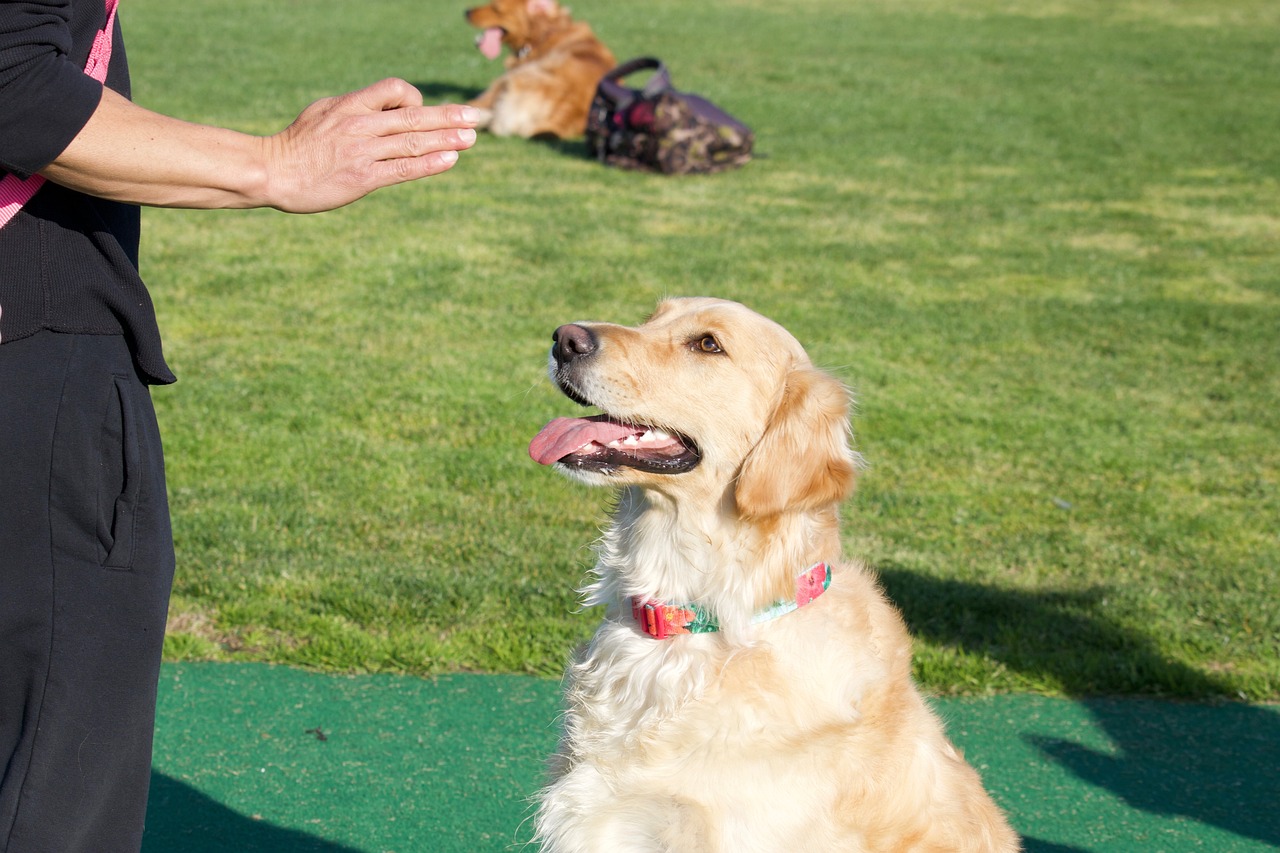 the benefits of training classes for golden retrievers
