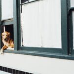 understanding and managing separation anxiety in golden retrievers