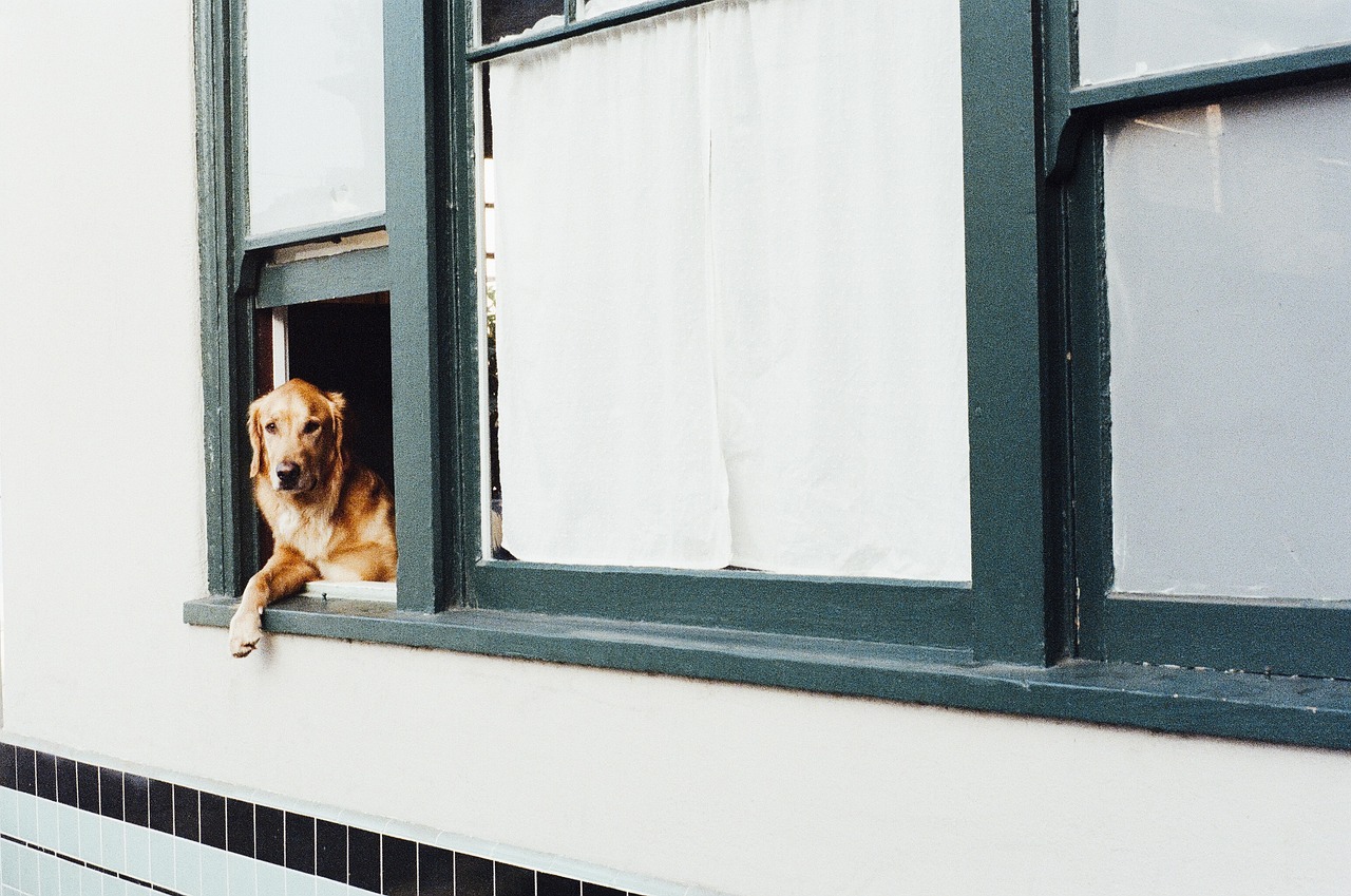 understanding and managing separation anxiety in golden retrievers