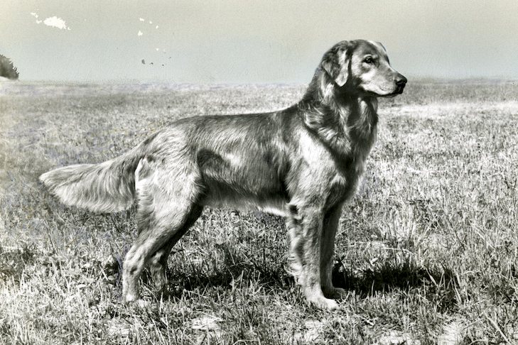 the history and legacy of the golden retriever breed
