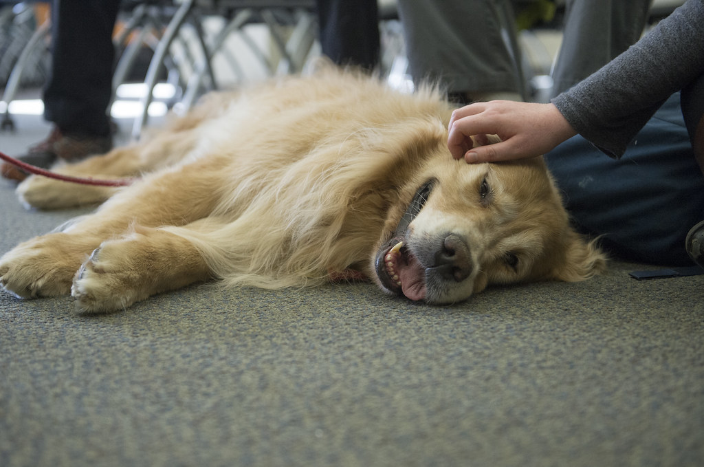golden retrievers as therapy and assistance dogs