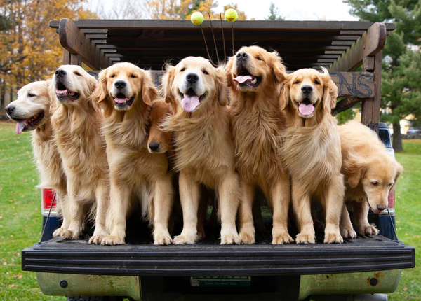 how to choose the right breeder for your golden retriever