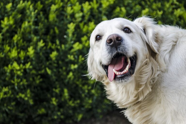 managing shedding and allergies with golden retrievers
