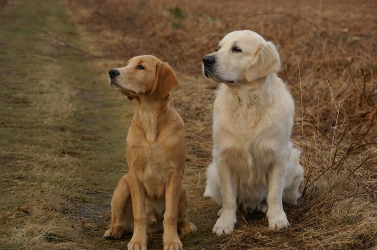 seasonal care for golden retrievers: summer and winter tips