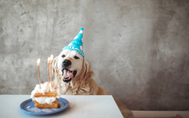 celebrating your golden retrievers birthday: party ideas and tips