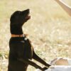 Anonymous woman training Labrador in countryside