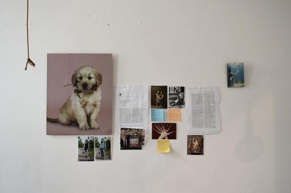 Colorful picture of dog and various photos handing with sheets of paper on white background in light room at home