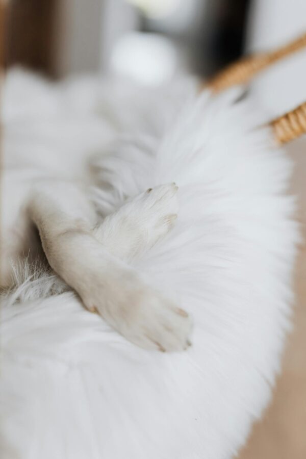 Funny adorable white little puppy paws resting on cozy comfortable soft white pet sleeping bed in daylight on blurred background